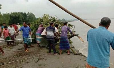 ব্রহ্মপুত্রের ভাঙন ঠেকাতে গাছ ও বাঁশই সম্বল!