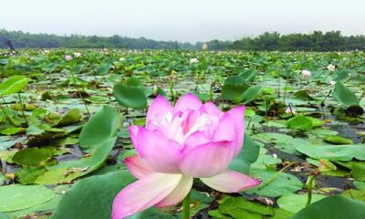 চলনবিলে পদ্ম ফুলে নয়ানাভিরাম দৃশ্য