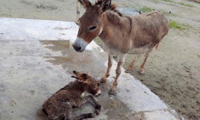 গাধার ঘরে নতুন অতিথি