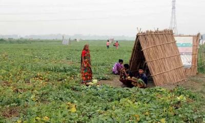 বাঙ্গি চাষে দ্বিগুণ লাভ