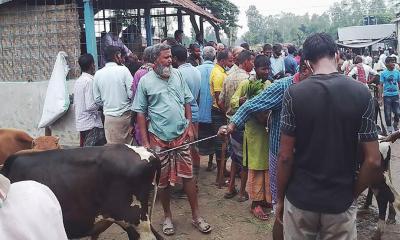 বগুড়ায় পশুর হাটে মানা হচ্ছে না স্বাস্থ্যবিধি