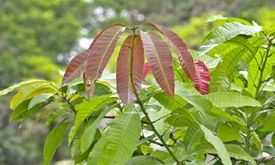 যেভাবে ডায়াবেটিস নিয়ন্ত্রণে কাজ করে আমপাতা