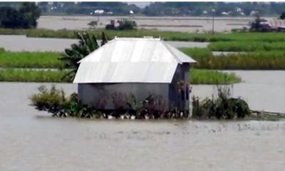 শিবচরে বন্যায় ডুবে গেছে মাছের খামার ও ফসল