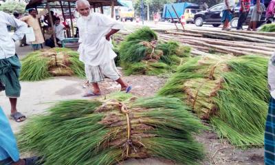 রোপা আমনের চারা সংগ্রহে ব্যস্ত মধুখালীর ধান চাষীরা