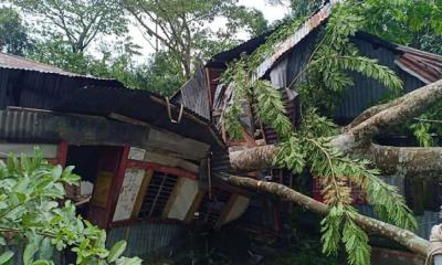 যশোরে আম্পানের তাণ্ডবে গাছের চাপায় মা-মেয়ে মৃত্যু