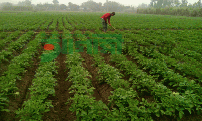 ঠাকুরগাঁওয়ে আলু চাষে ব্যস্ত কৃষক