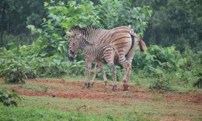 জেব্রা পরিবারের নতুন অতিথি