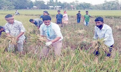 চুনারুঘাটে দ্বিতীয় দিনেও ধান কাটলো উপজেলা কৃষকলীগ