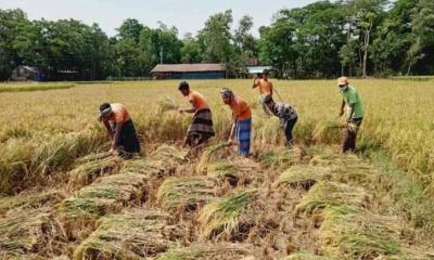 দক্ষিণ চট্টগ্রামে কৃষকের ধান কেটে দিলো ছাত্রলীগ