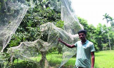 খোকসায় লক্ষ্যমাত্রার দ্বিগুণ লিচু আবাদ হয়েছে