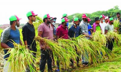 ফরিদপুরে কৃষকের ধান কেটে দিলো ছাত্রলীগ