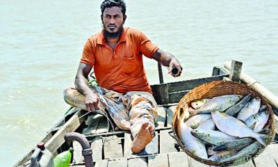 কোথায় গেল পদ্মার সুস্বাদু ইলিশ ও পাঙ্গাশ!