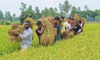 বগুড়ায় দরিদ্র কৃষকের ধান কেটে দিল ছাত্রলীগ