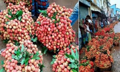 বিজয়নগরে লিচুর বাম্পার ফলন