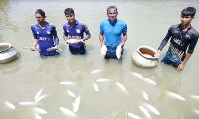 পূর্বশক্রতার জেরে মাছের ঘেরে বিষ : পাঁচ লাখ টাকার মাছ নিধন