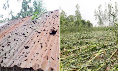 পীরগঞ্জে শিলাবৃষ্টিতে ঘড়বাড়িসহ উঠতি ফসলের ব্যাপক ক্ষতি