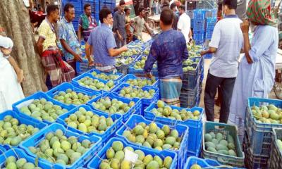 শার্শার বাগুরিতে জমজমাট আমের বাজার