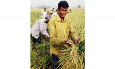 ধামইরহাটে ধান কাটা-মাড়াই শুরু, ভাল দামে খুশি কৃষক