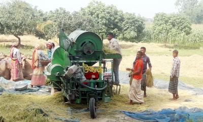 দিনাজপুরে খরিপ মৌসুমে বাম্পার ফলনে ধান কাটার উৎসব