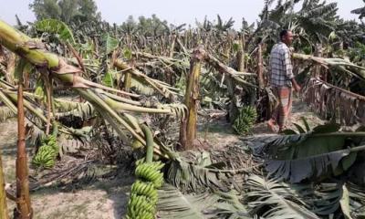 ঝ‌ড়ে বর্গাচাষীর স্বপ্ন ভঙ্গ