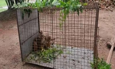 টিকার ট্রায়ালের জন্য বানর ধরতে গিয়ে গ্লোব বায়োটেকের পাঁচ কর্মকর্তা-কর্মচারী লাঞ্ছিত