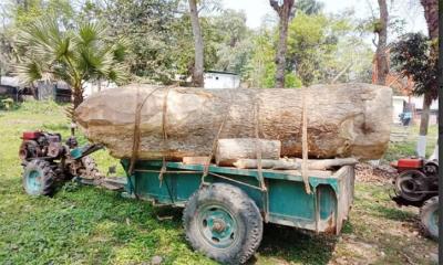 লক্ষ টাকার রেইনট্রি গাছ জব্দ করলো পুলিশ