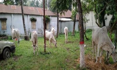 জলঢাকায় ভারতীয় গরুসহ ৪ পাচারকারী আটক