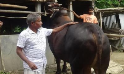 কালো মানিকের  বিক্রি নিয়ে শঙ্কা