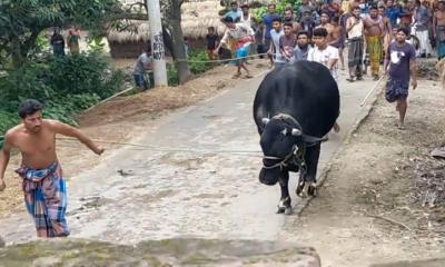 বসকে বিক্রি করে ভাগ্যের পরিবর্তন ফেরাতে চায় কৃষক আকরাম