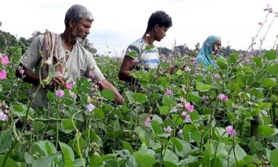 শিমের নতুন জাত উদ্ভাবন