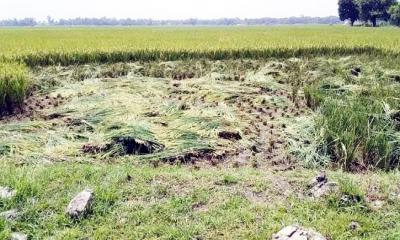 হরিরামপুরে কৃষকের কাঁচা ধান কাটলো দুর্বৃত্তরা