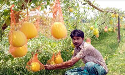 রাণীনগরে ‘হলুদ জাতের’ তরমুজ চাষে অধিক লাভের আশা কৃষকের