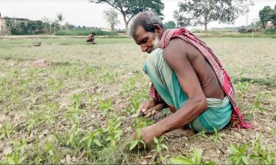 খোকসায় লক্ষ্যমাত্রার চেয়ে বেশি জমিতে পাট চাষ হয়েছে