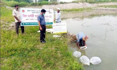 হরিরামপুরে বিল নার্সারী কার্যক্রমের পোনা অবমুক্তকরণ