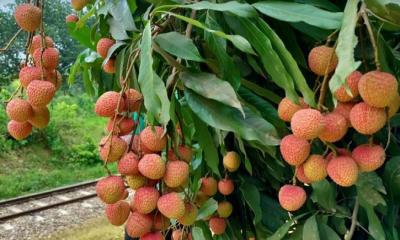 ব্রাহ্মণবাড়িয়ায় বেড়েছে লিচুর চাষাবাদ, দামও বেশী