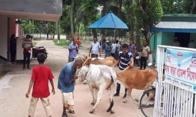 পুলিশ হেফাজত থেকে ২৮ দিন পর ছাড়া পেলো গরু !