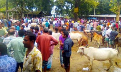 ঠাকুরগাঁওয়ে শেষ মুহূর্তে জমে উঠেছে পশুর হাট