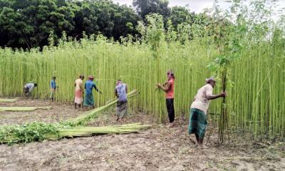 মধুখালীতে পাট কাটা ও জাগ দেওয়ায় ব্যস্ত কৃষকরা