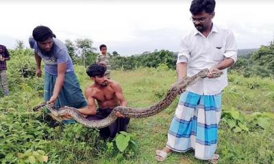 কক্সবাজারে ১০ ফুট দৈর্ঘের অজগর অবমুক্ত