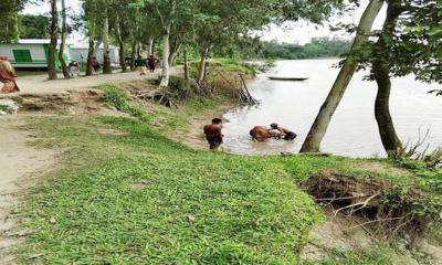 রায়গঞ্জে ফুলজোড় নদী গিলে খাচ্ছে রাস্তা