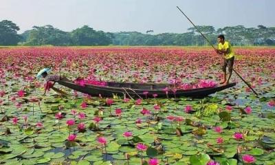 অবসরে যেতে পারেন লাল শাপলার বিলে