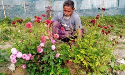 করোনার প্রভাবে ভেঙে যাচ্ছে ফুল চাষিদের স্বপ্ন