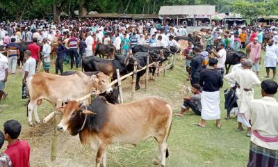 মধুখালীতে শেষ মুহূর্তে জমে উঠেছে পশুর হাট