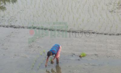 রূপগঞ্জে শীত উপেক্ষা করে চলছে ইরি বোরো আবাদ