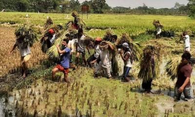 রূপগঞ্জে কৃষকের পাকা ধান কেটে দিল ছাত্রদল