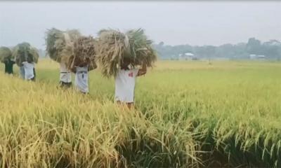 গোপালগঞ্জে ধান কেটে দিলো ছাত্র লীগের নেতাকর্মীরা