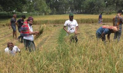 ঝিনাইদহে ২ বিঘা জমির ধান কেটে দিল ছাত্র লীগ