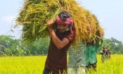 ঝালকাঠিতে ধান কেটে  কৃষকের ঘরে  দিলো ছাত্রলীগ