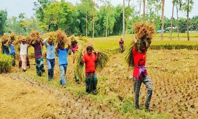 ফুলবাড়ীতে কৃষকের ধান কেটে দিল যুবলীগ