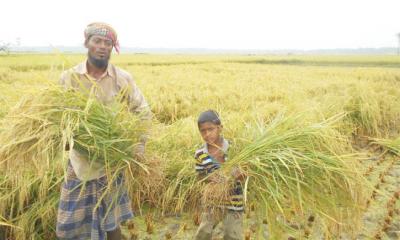 মাগুরায় বোরো ধানের বাম্পার ফলন